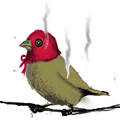 steaming finch